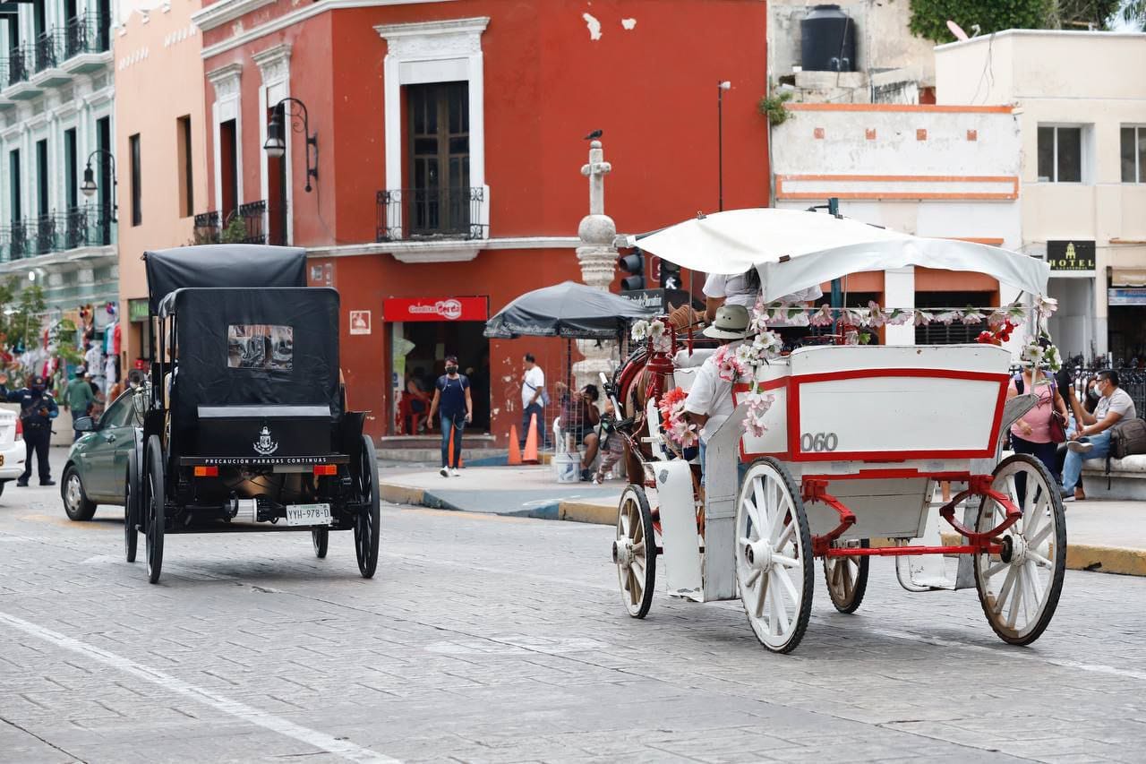 Implementará Ayuntamiento plan para disminuir horas de trabajo y mejorar las condiciones de los caballos que tiran de calesas